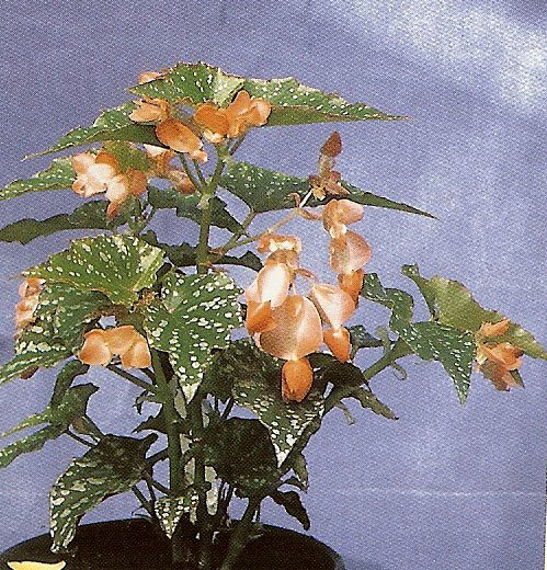 B. ‘Amber’